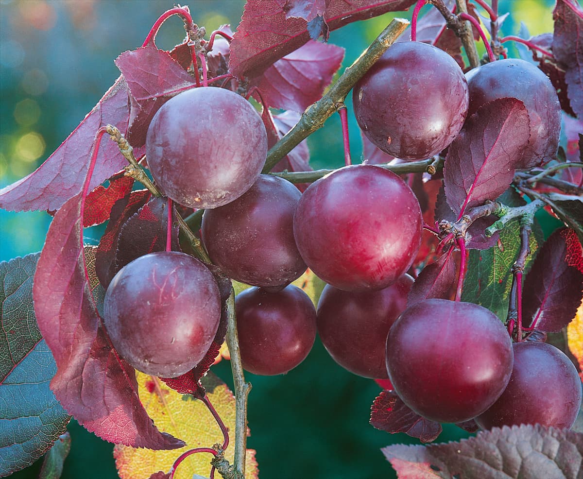 Prunus domestica subsp. italica