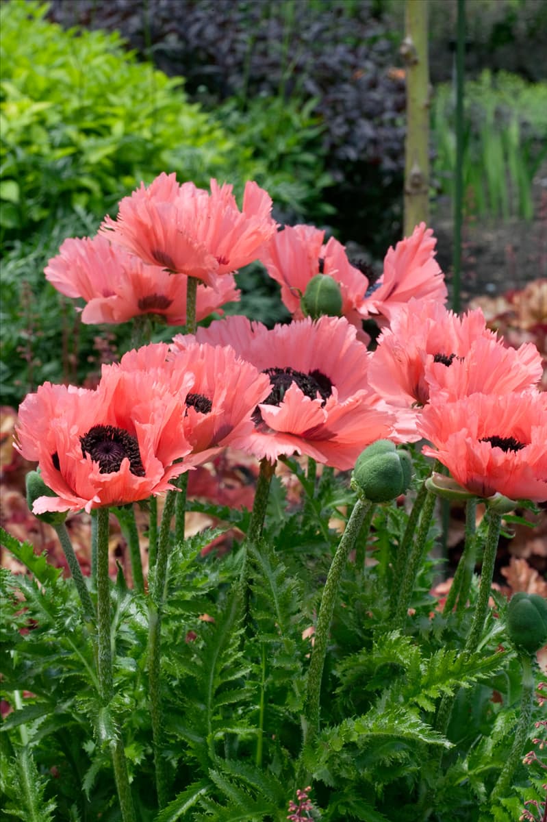 Papaver orientale Pizzicato