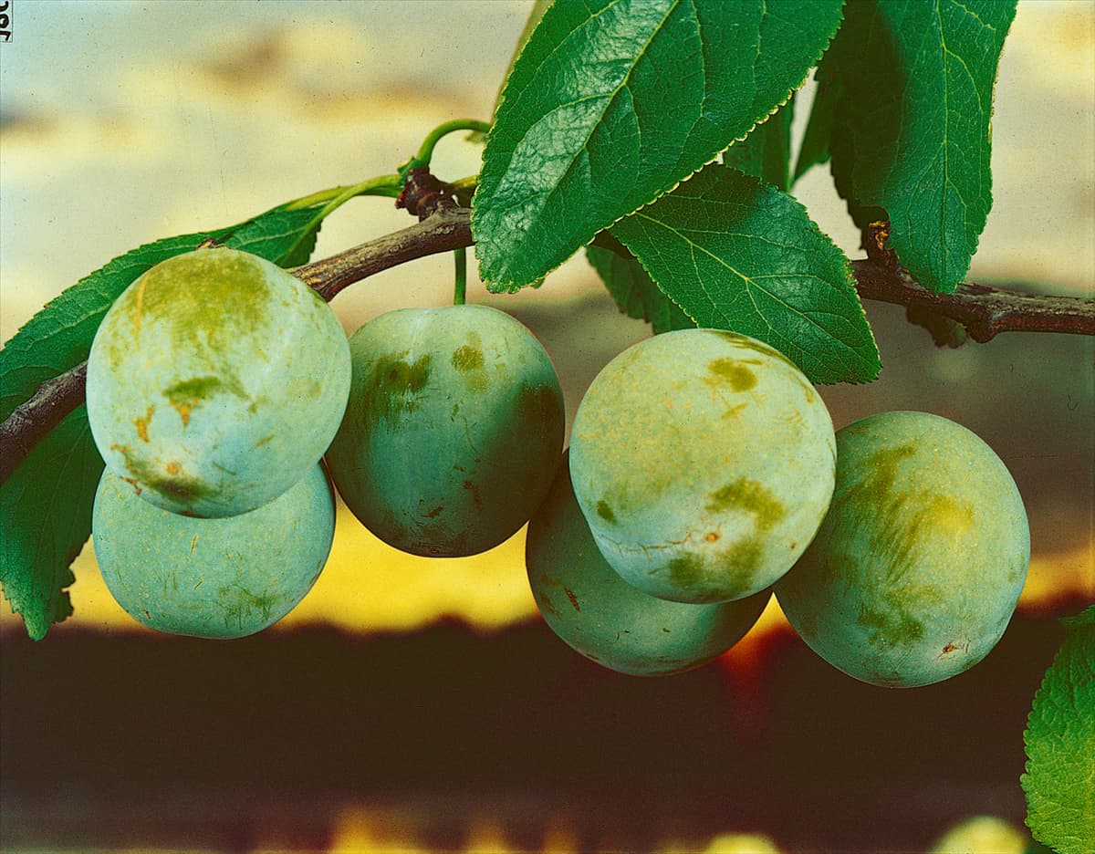 Prunus domestica ssp. italica Grosse Grüne