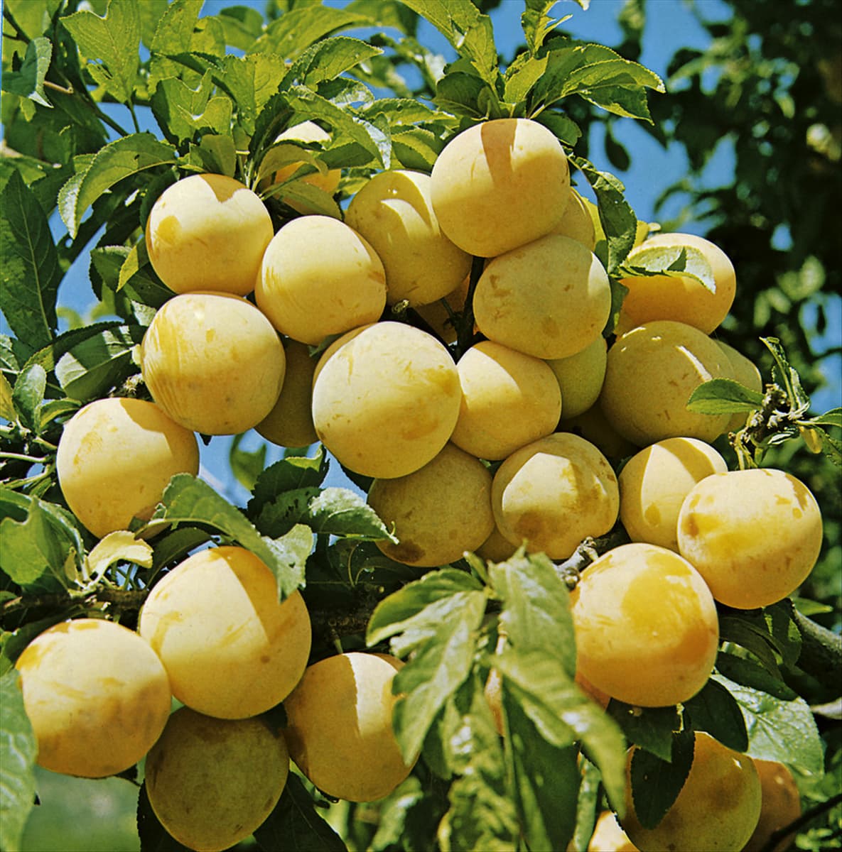 Prunus domestica ssp. italica d'Oullins