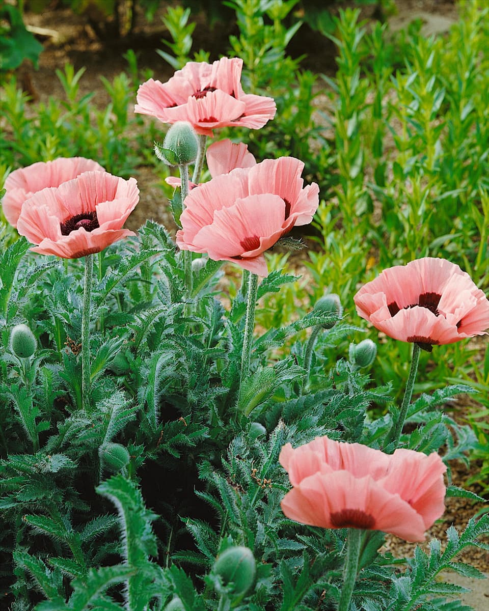 PAPAVER ORIENTALE CATHARINA