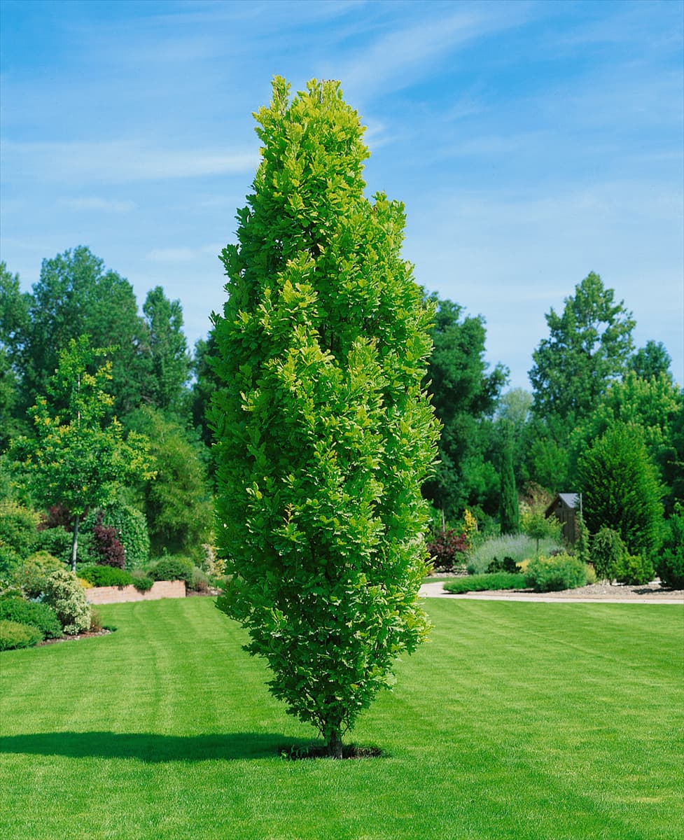 QUERCUS ROBUR FASTIGIATA