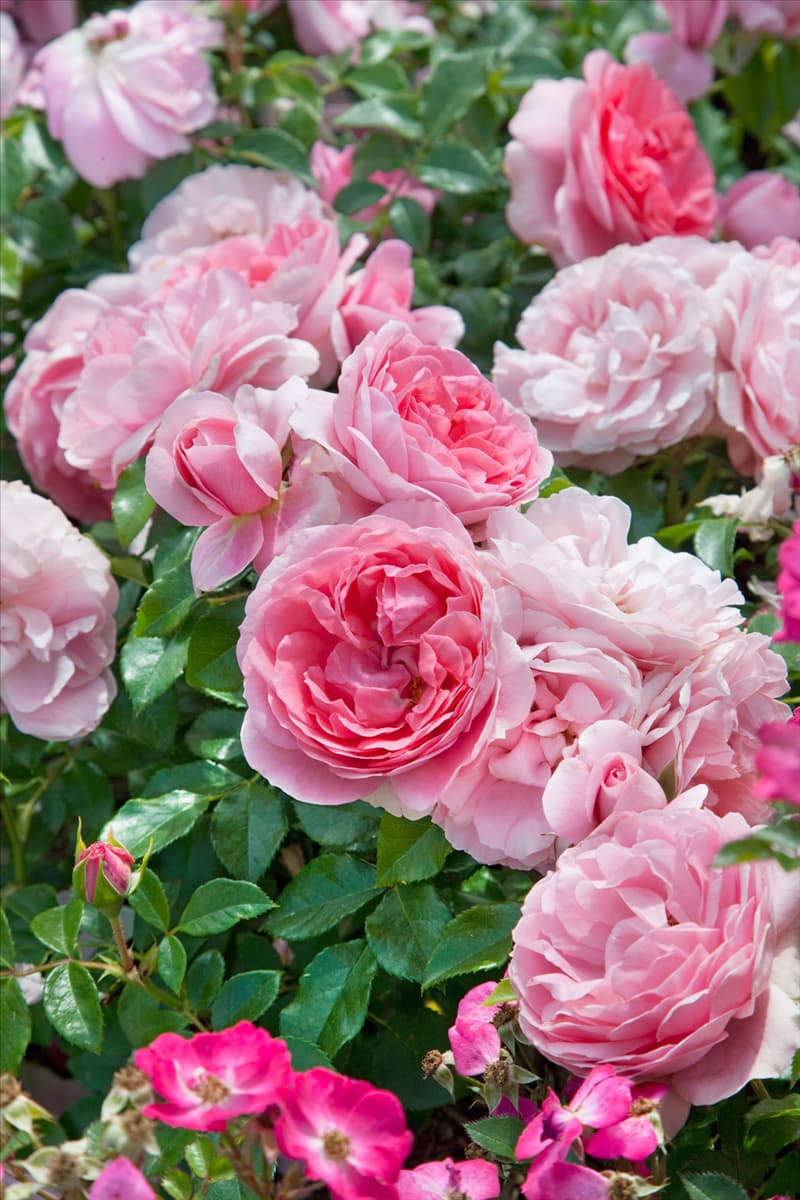 Rosa Rosenfee