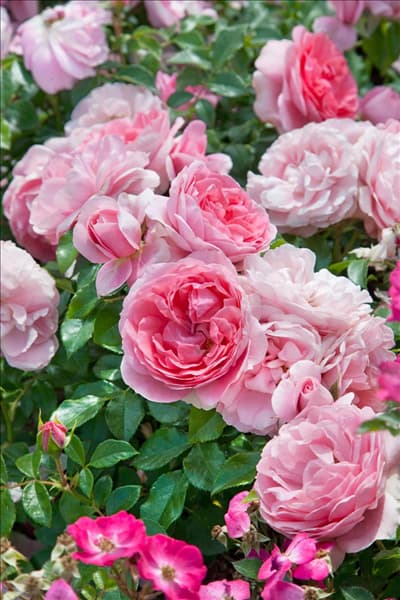 Rosa 'Rosenfee'®