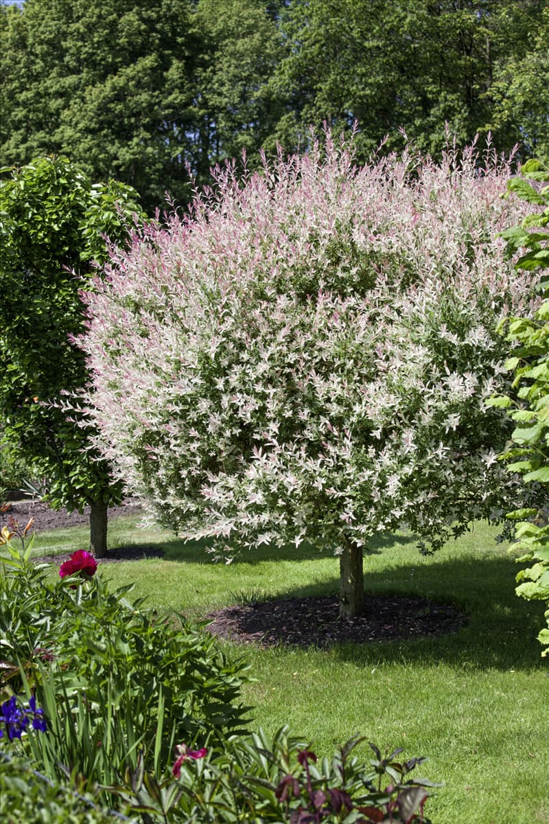 Salix integra Hakuro Nishiki
