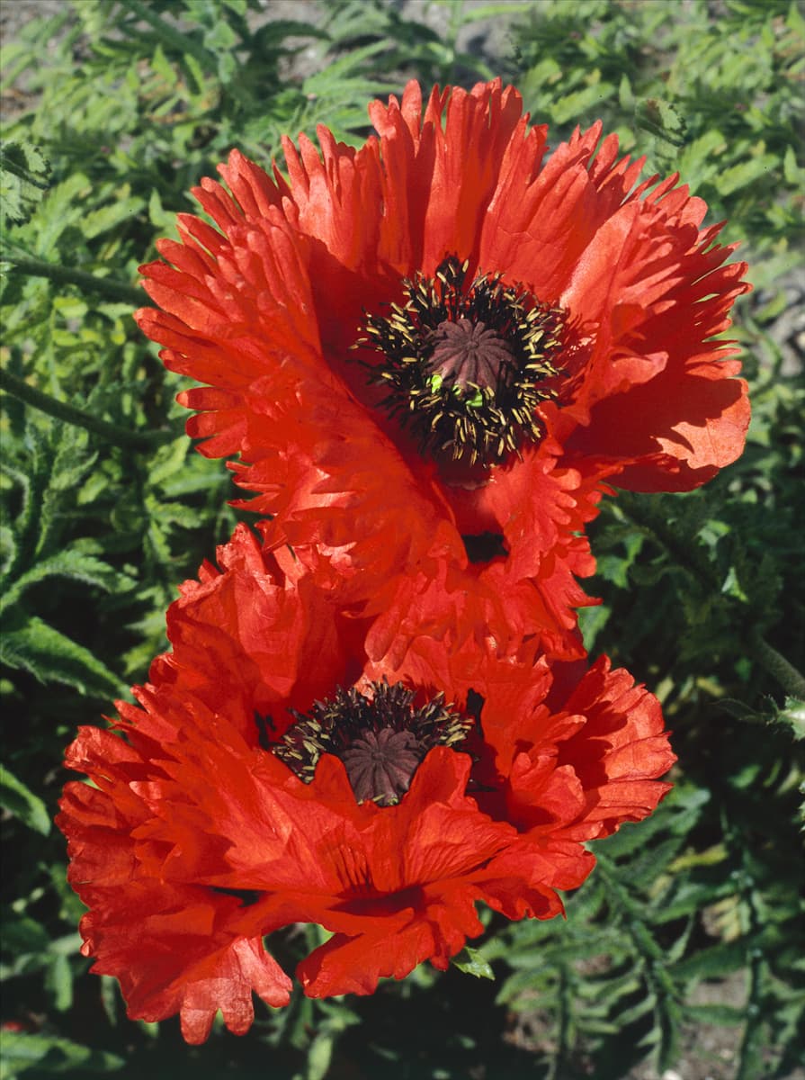 Papaver orientale Türkenlouis