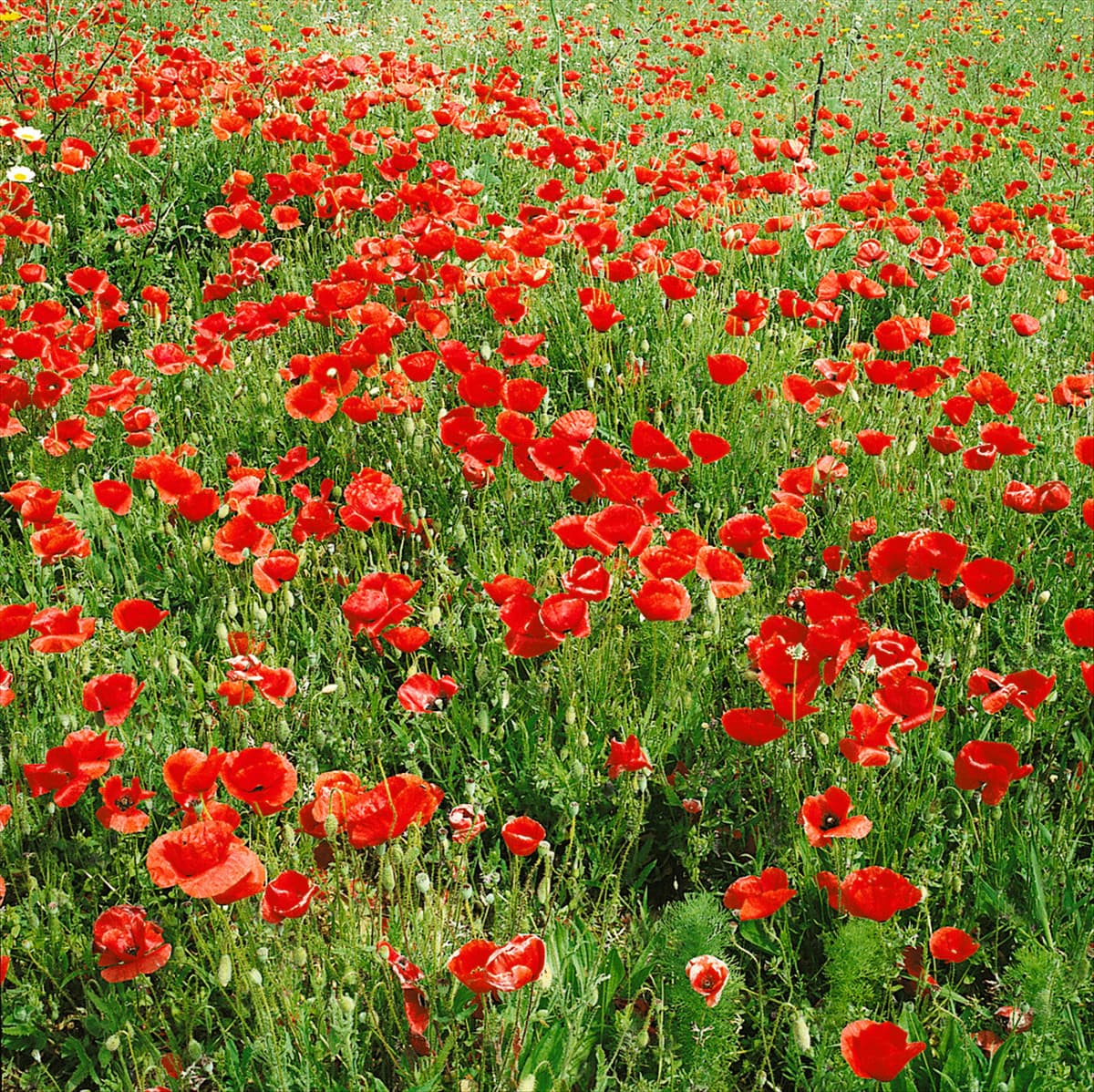 Papaver rhoeas