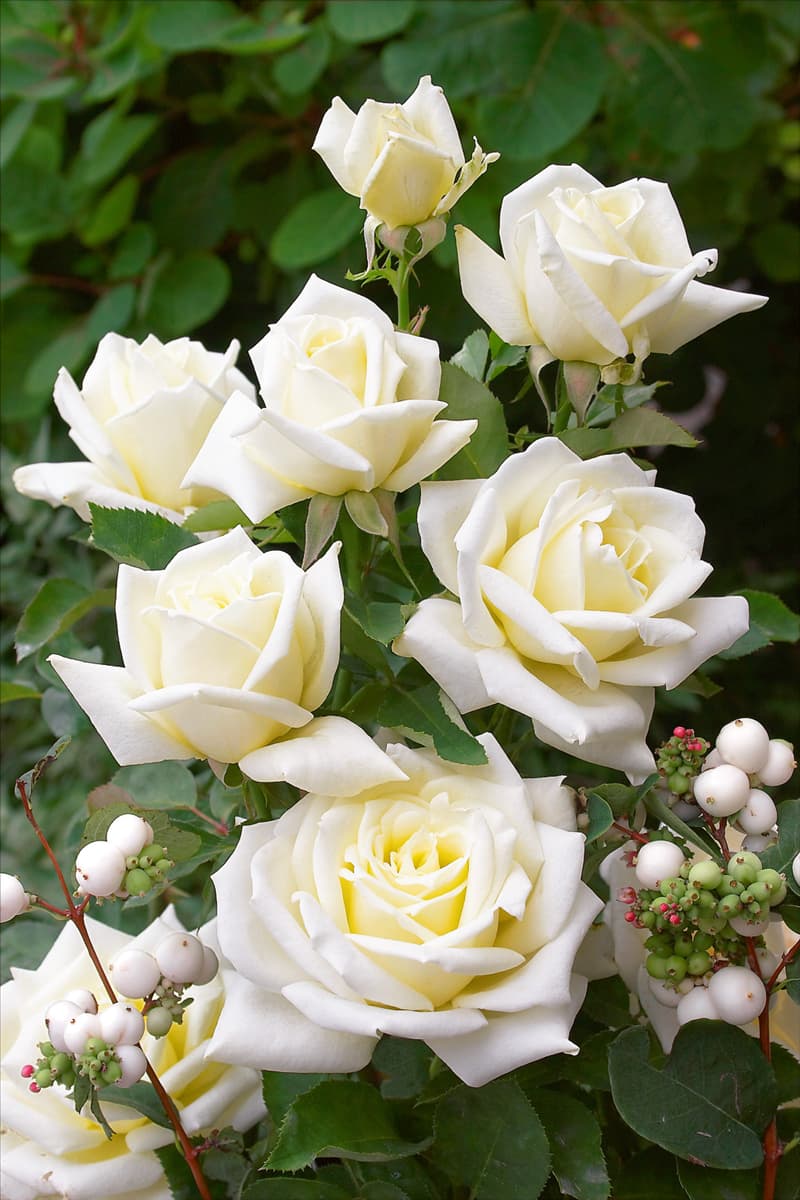 Hybrid Tea Rose Polarstern