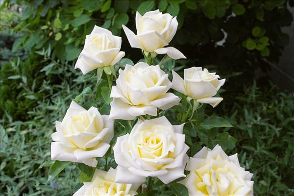 Rosa 'Polarstern'®