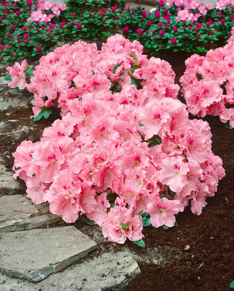 RHODODENDRON simsii Veluwe Groet