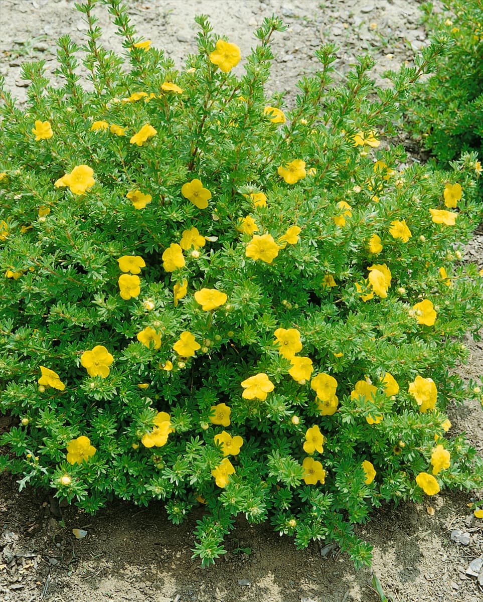 POTENTILLA FRUTICOSA KOBOLD