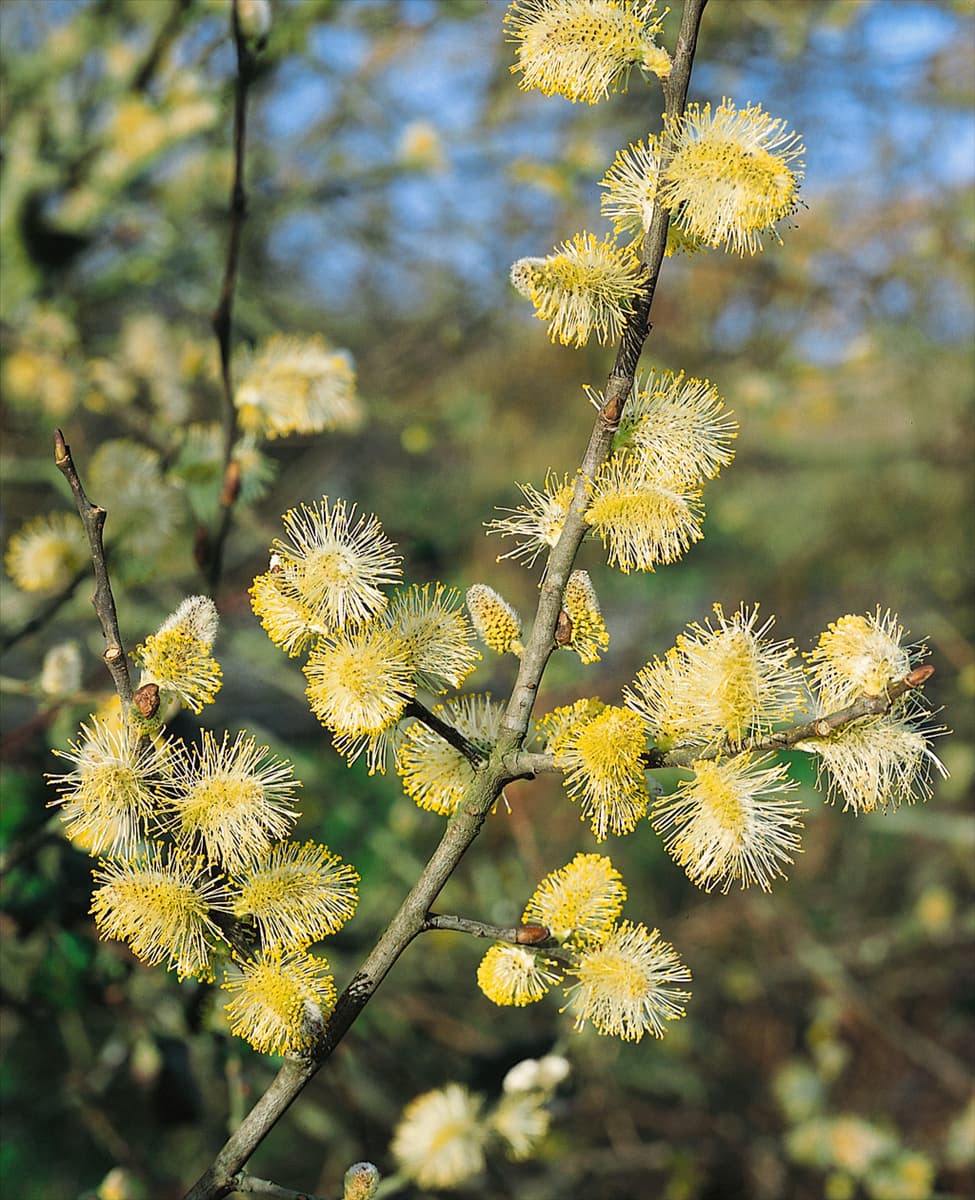 Salix caprea