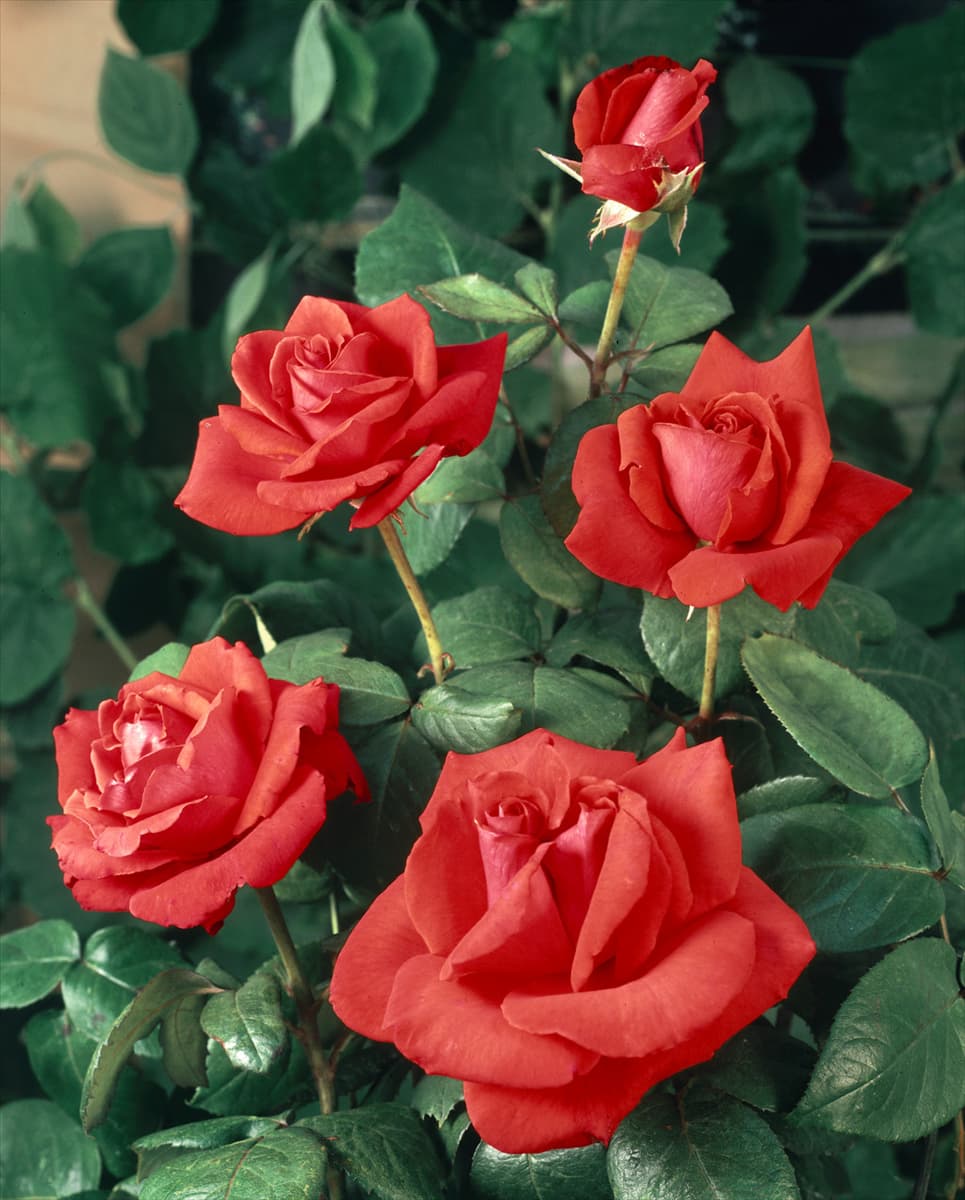 Rosa Christopher Columbus