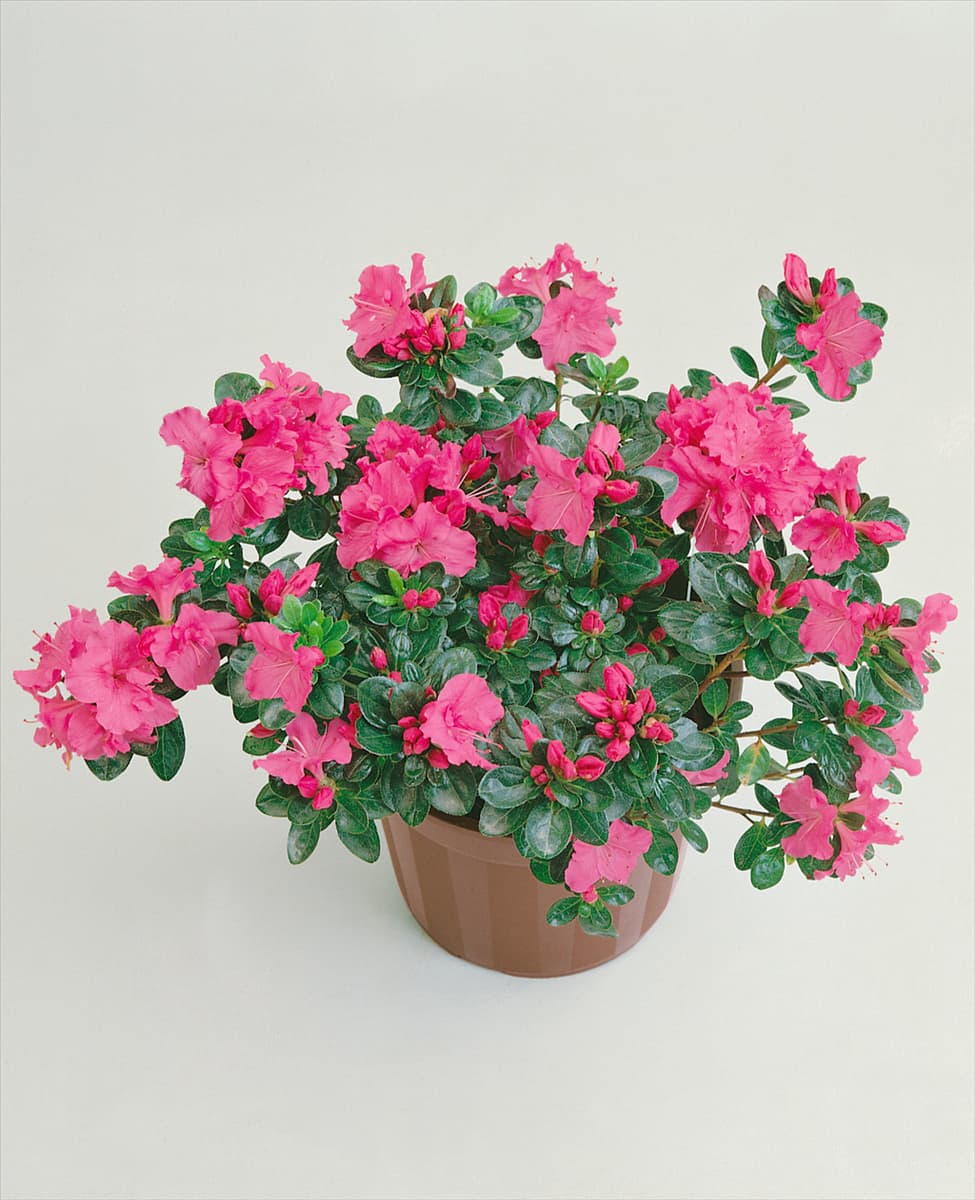 Rhododendron simsii Euratom