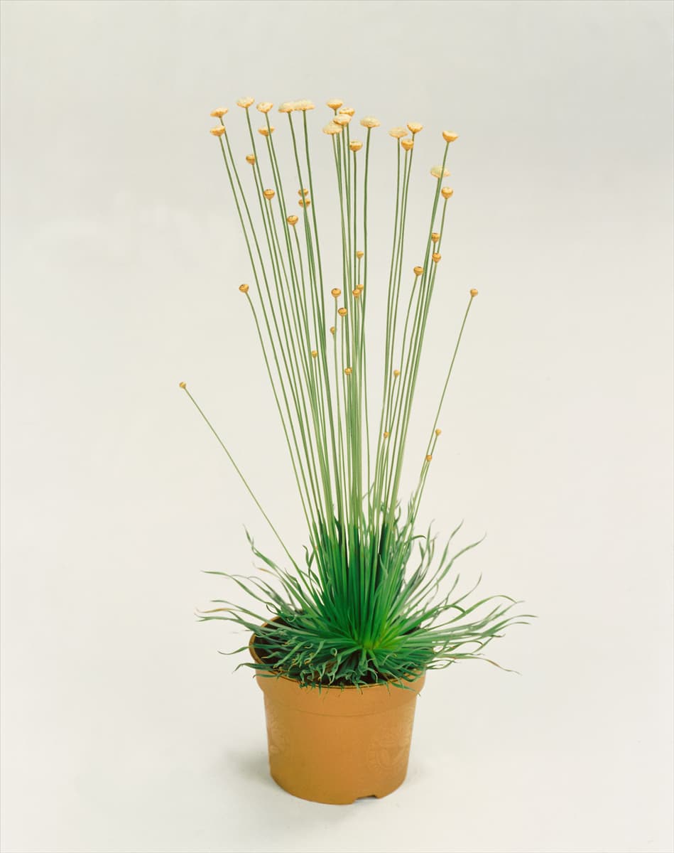Syngonanthus chrysanthus Mikado