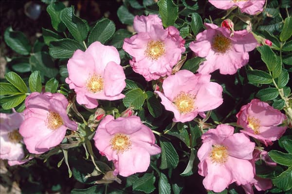 Rosa rugosa 'Dagmar Hastrup'