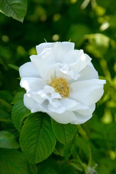 Rosa rugosa 'White Perfection'
