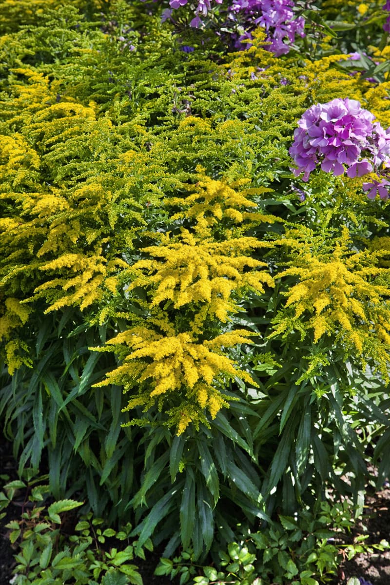 Solidago canadensis Crown of Rays