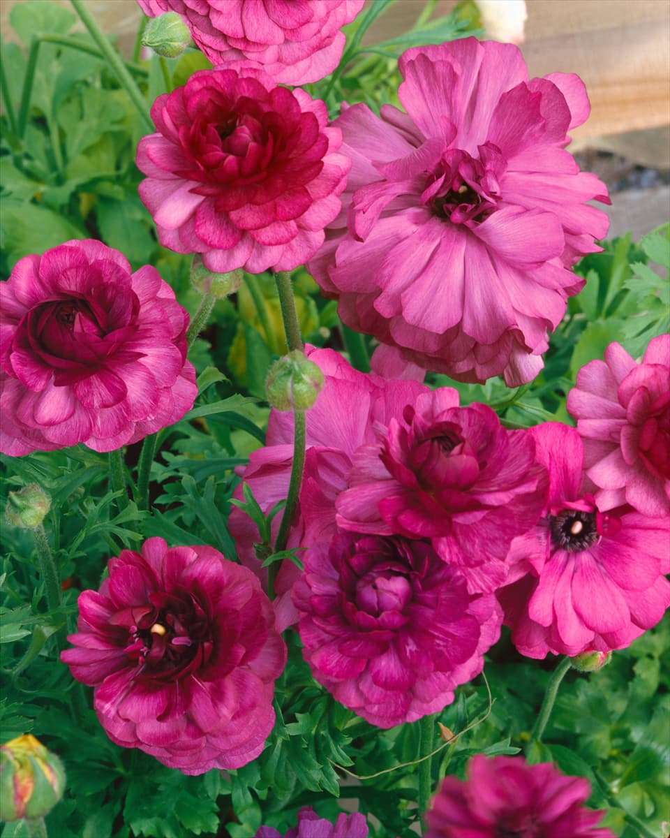 Ranunculus Bloomingdale Mauve