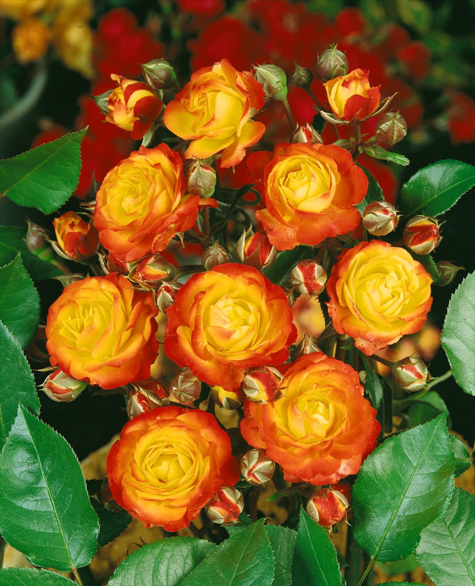 Floribunda Rose TYPE RUMBA