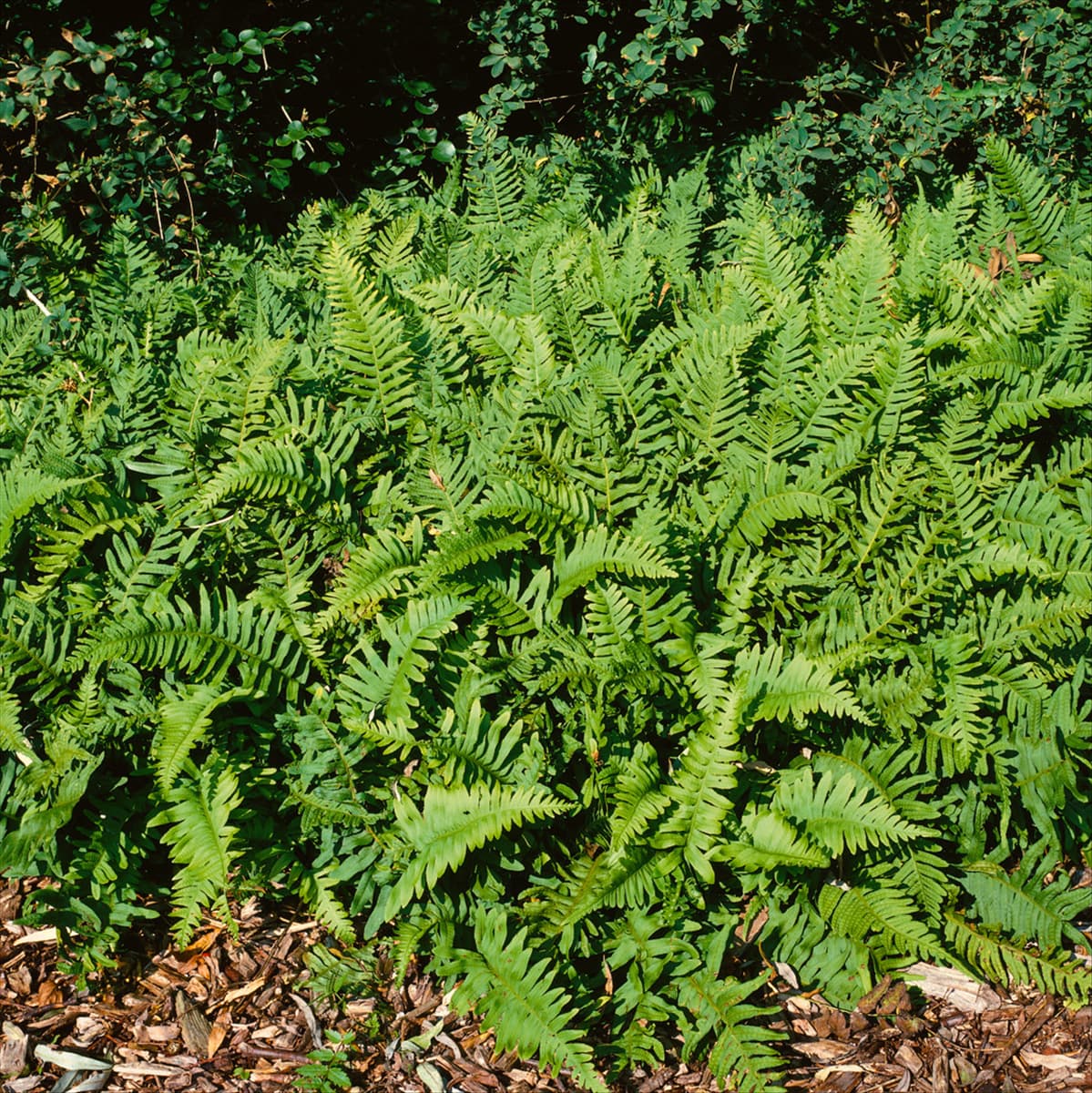 POLYPODIUM VULGARE