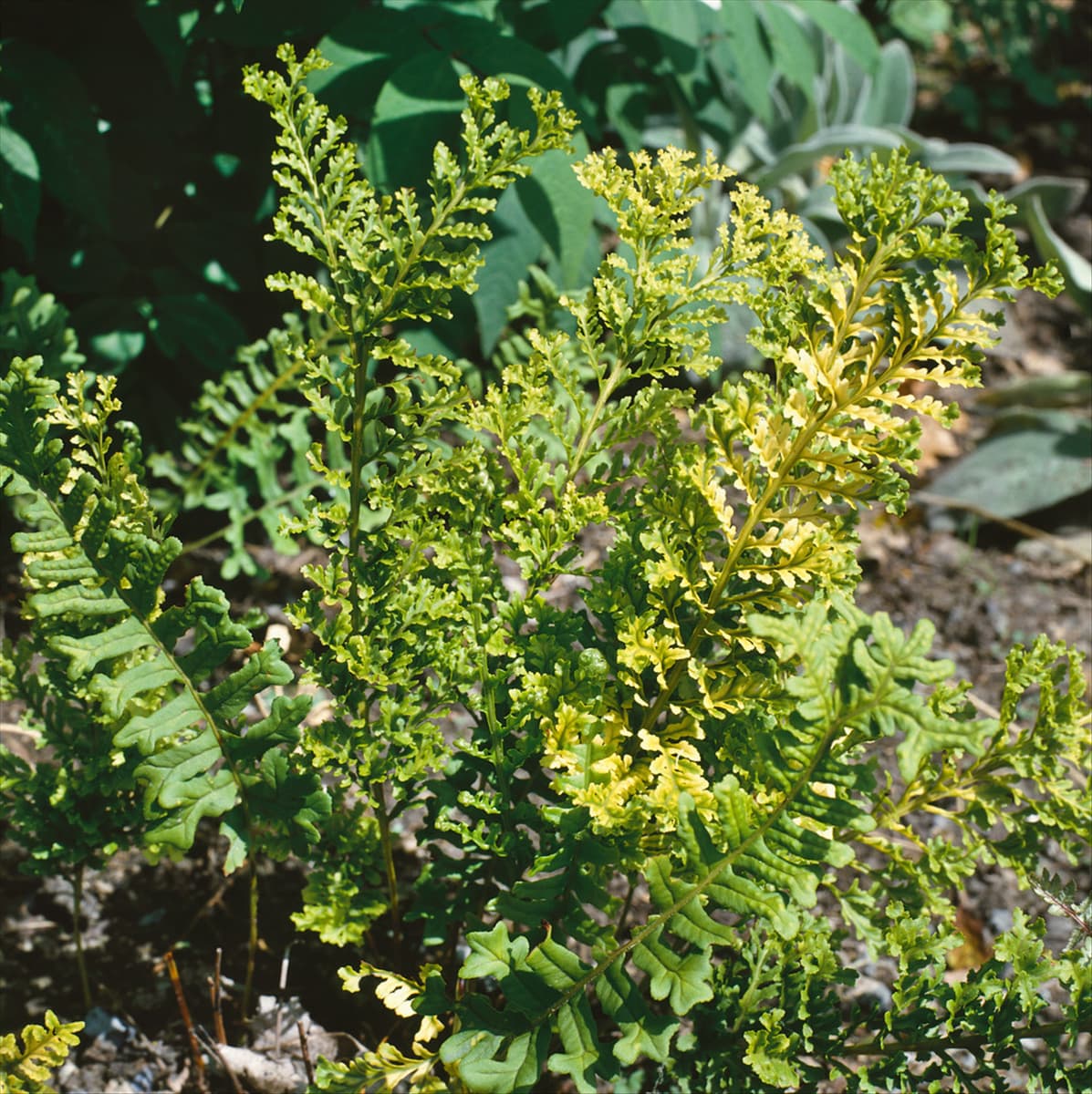 POLYPODIUM VULGARE BIFIDO MULTIFIDUM