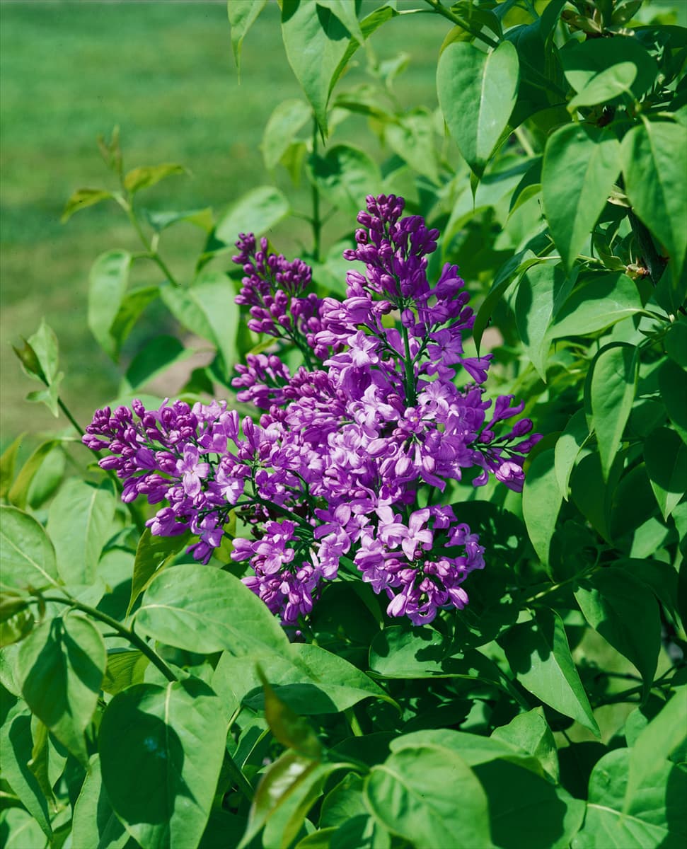 SYRINGA VULGARIS LAVENDER LADY