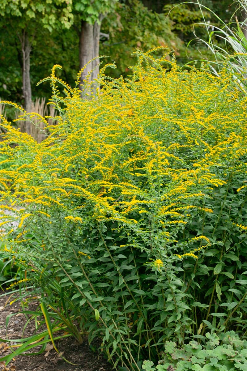 Solidago rugosa Fireworks