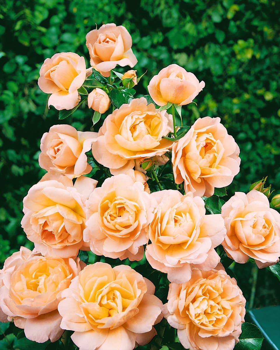 Edelrose CRYSTAL PALACE
