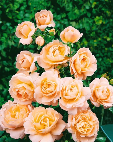 Rosa 'Crystal Palace'®