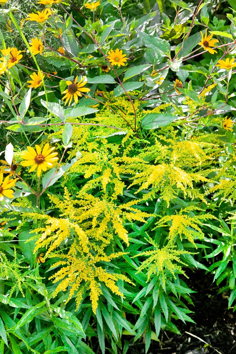 Solidago Strahlenkrone