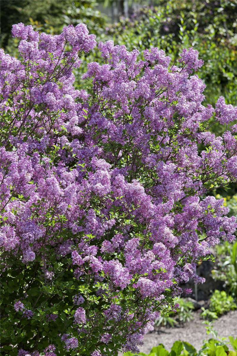 Syringa meyeri Palibin