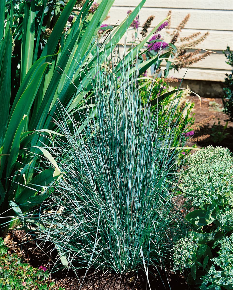 Schizachyrium scoparium The Blues