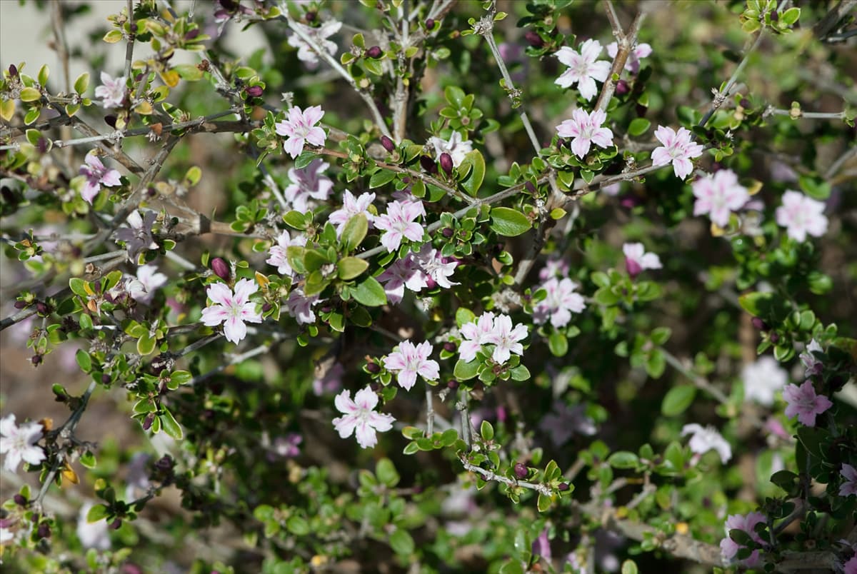 Serissa foetida Rosea