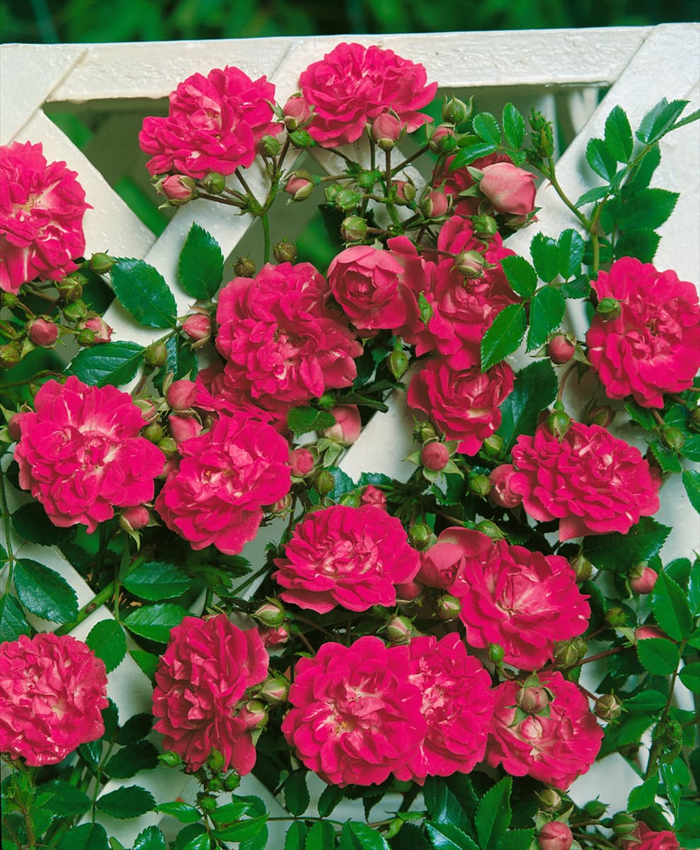 Schlingrosen TYPE SUPER EXCELSA