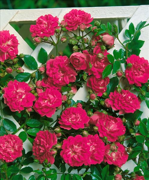 Rosa 'Super Excelsa'®