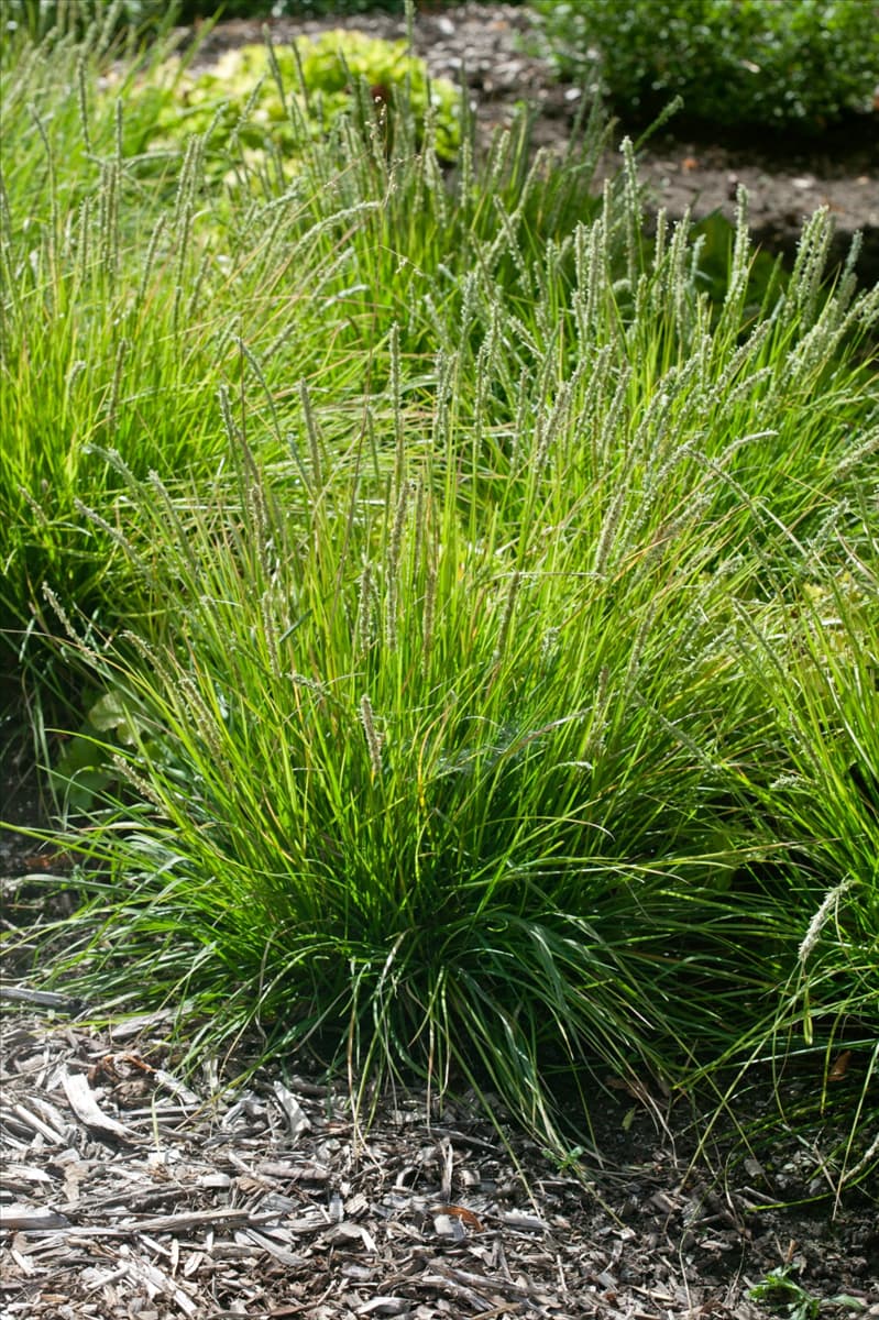 Sesleria autumnalis