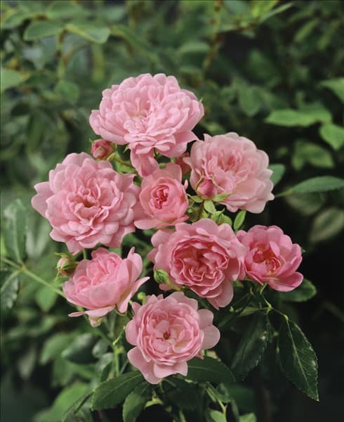 Rosa 'The Fairy'