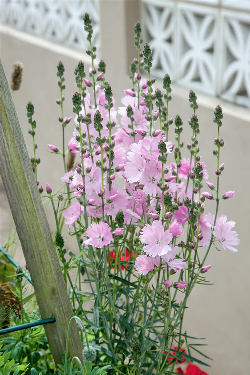 Sidalcea malviflora