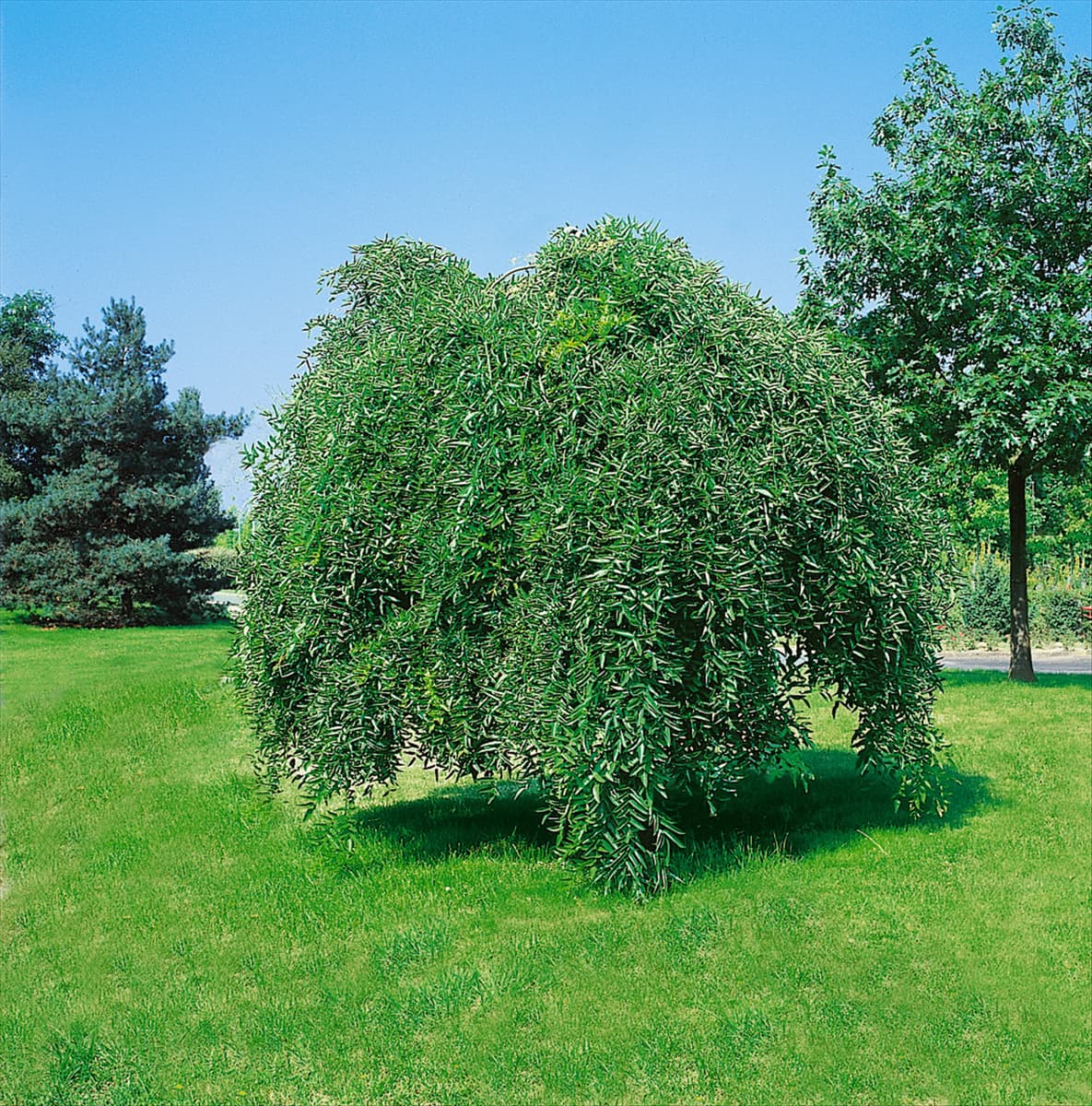 Sophora japonica Pendula