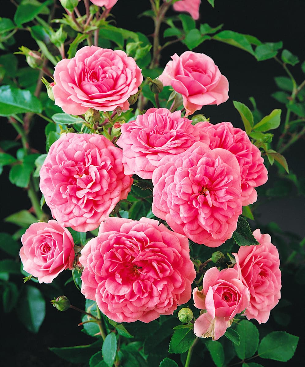 Rosa Coral Cover