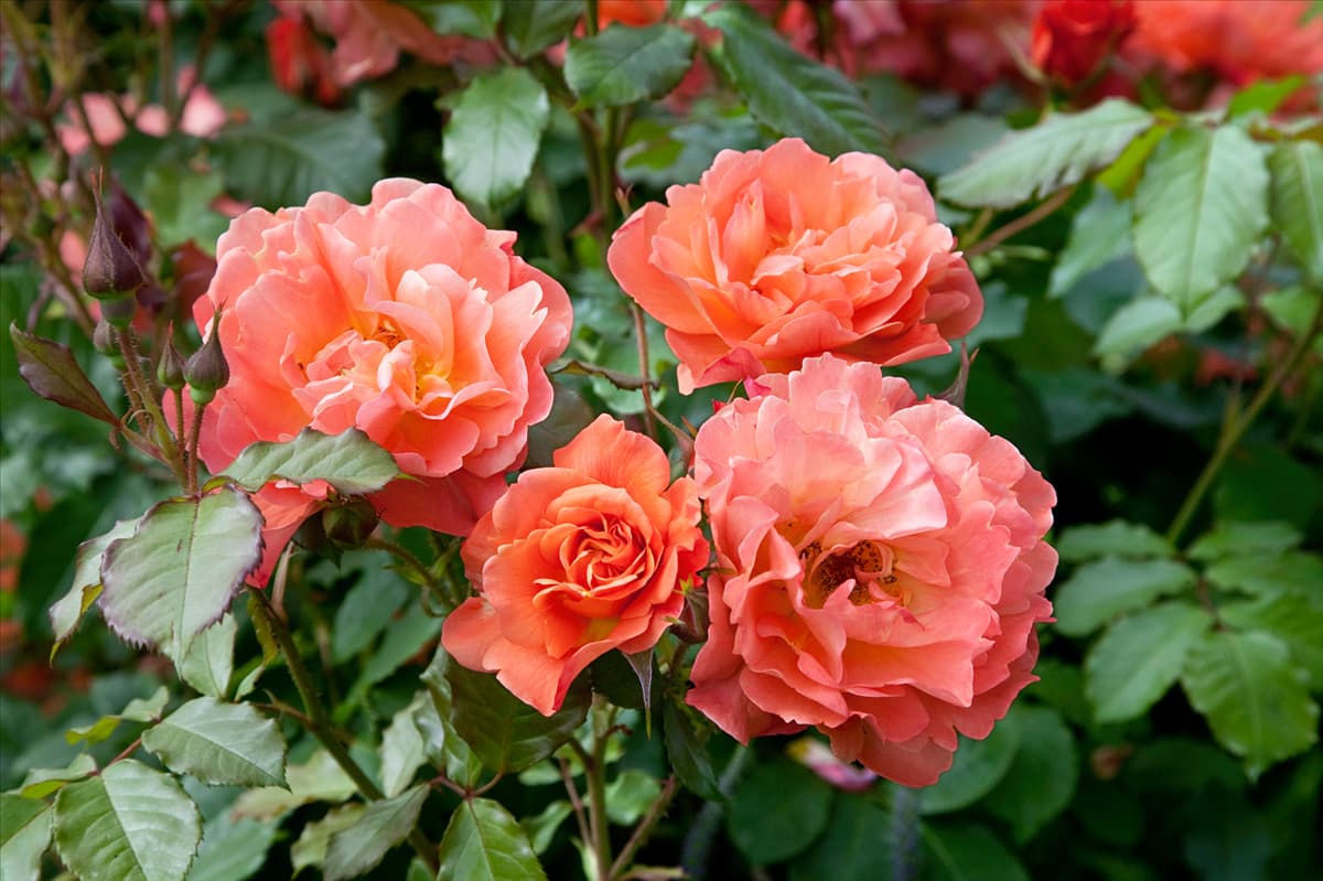 Rosa Westerland ®