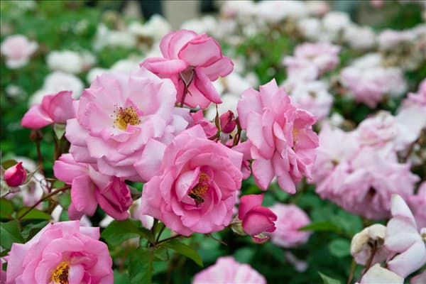 Rosa 'Eliza'®