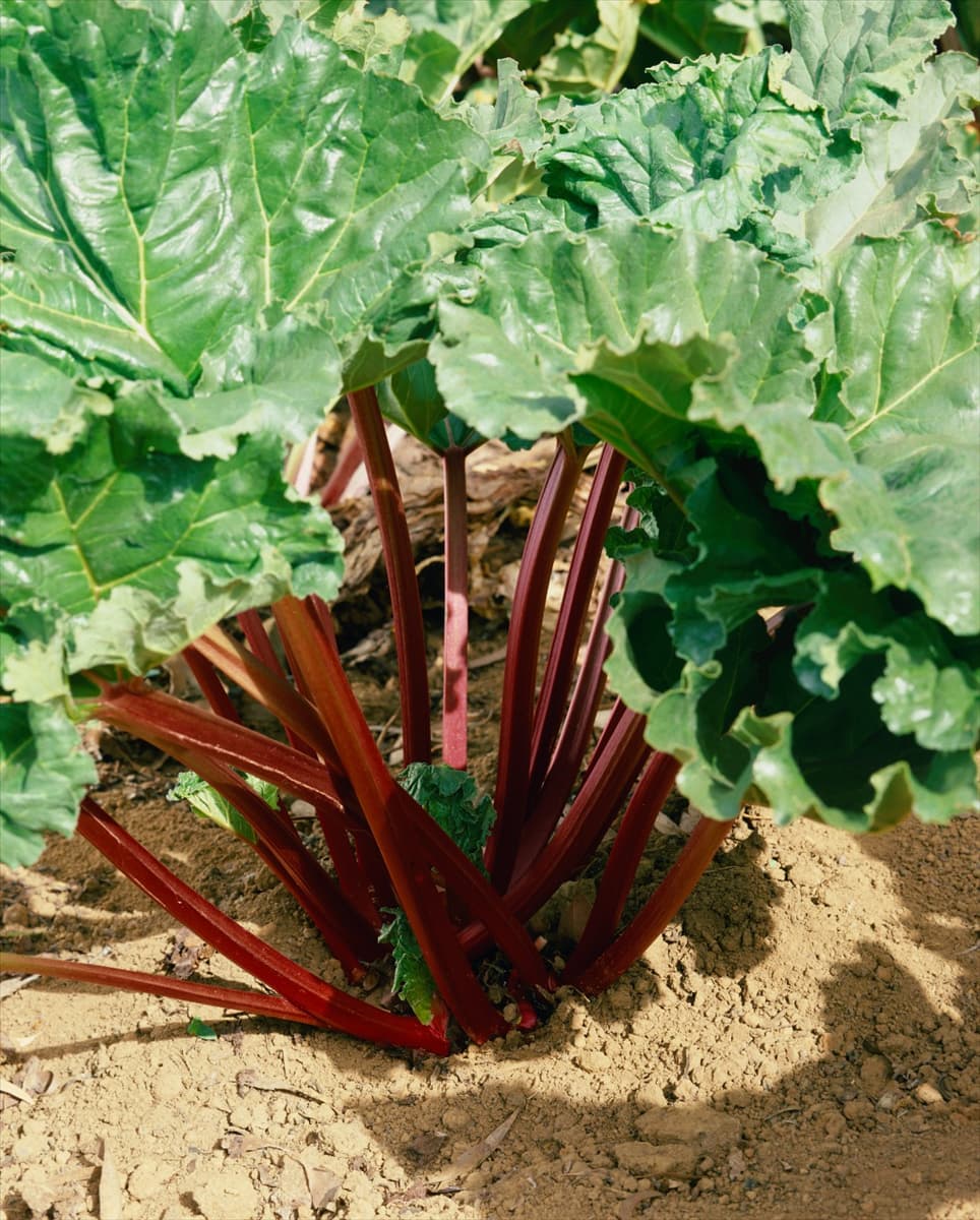 Rhabarber / Rheum rhabarbarum Coles Crimson Red
