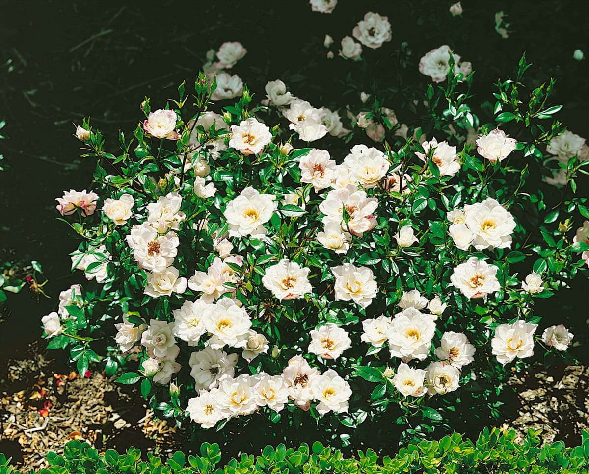 Zwergrose WHITE ANGEL