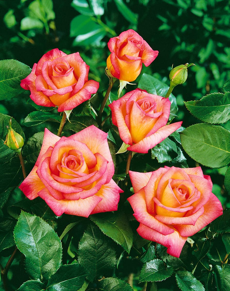 Edelrose Doux Parfume (TH)