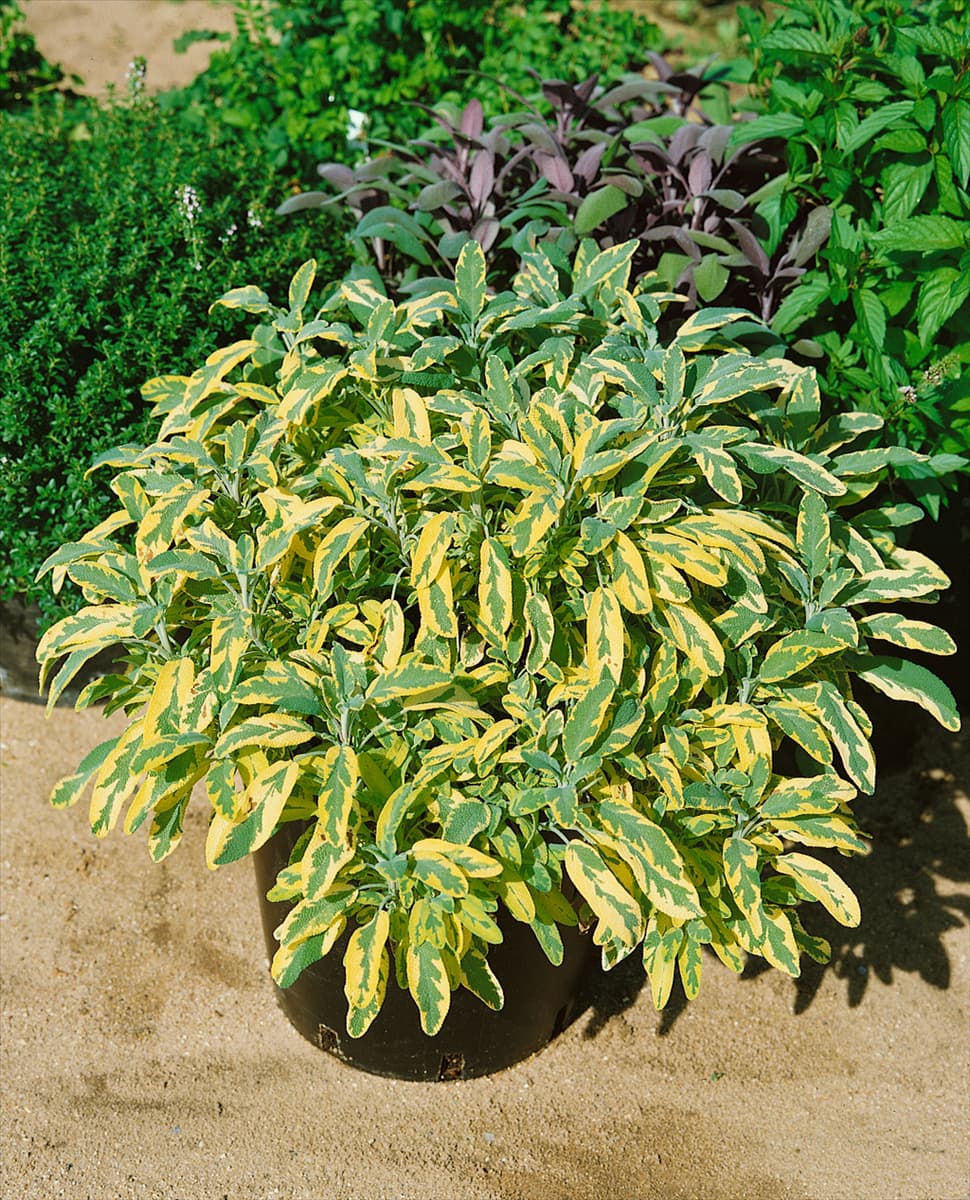 Salvia officinalis Aurea
