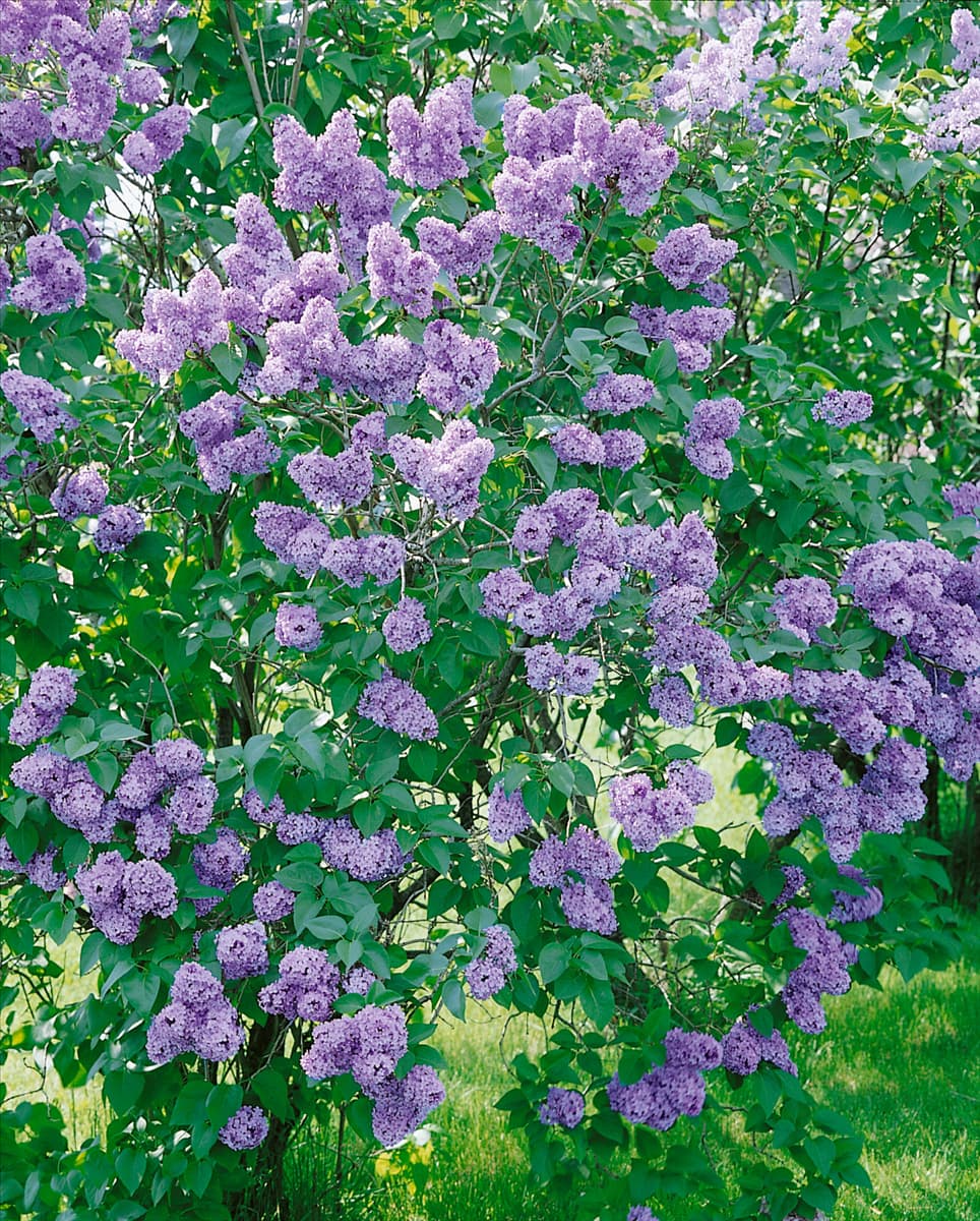 Syringa vulgaris