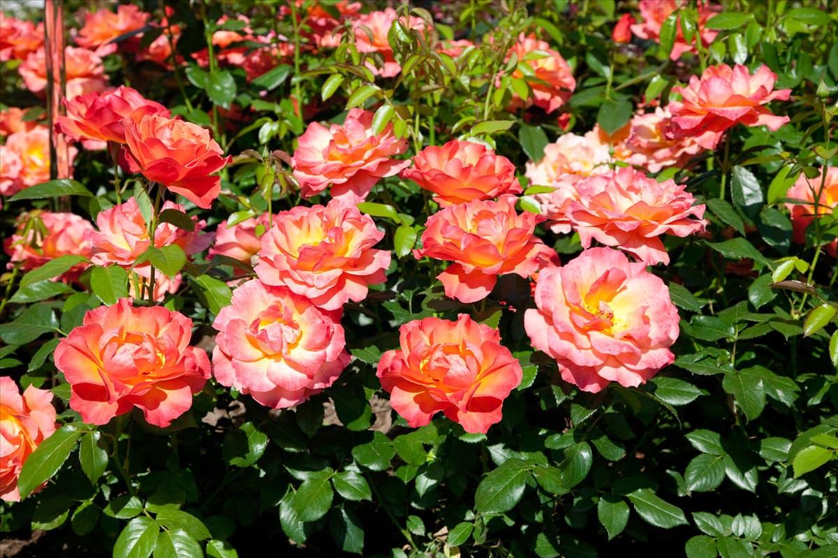 Rosa Fellowship ®