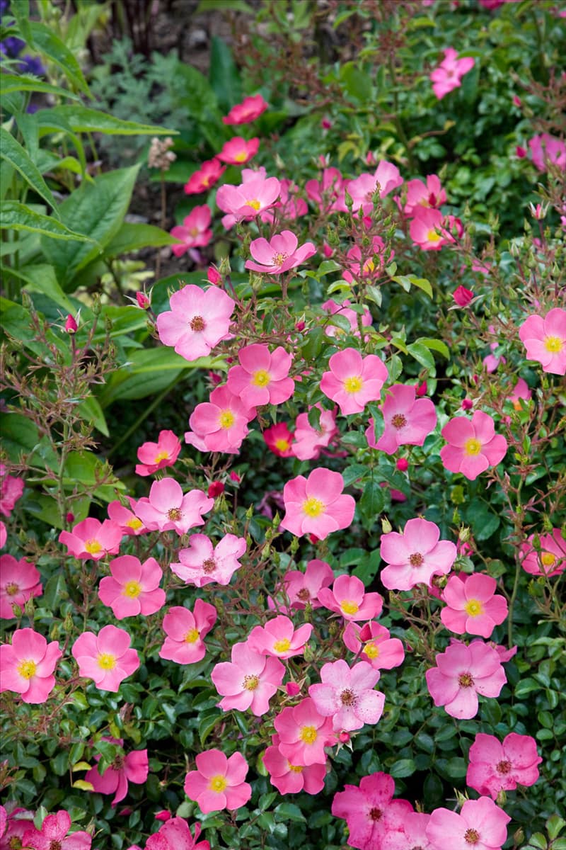 Rosa Fortuna ®
